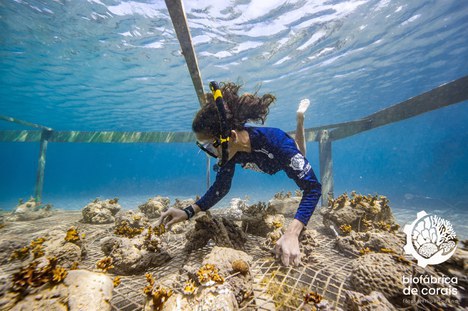 Projeto recupera corais e promove educação ambiental