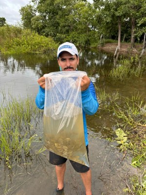 Bacia do rio Araguaia recebe primeiro repovoamento com peixes de espécies nativas