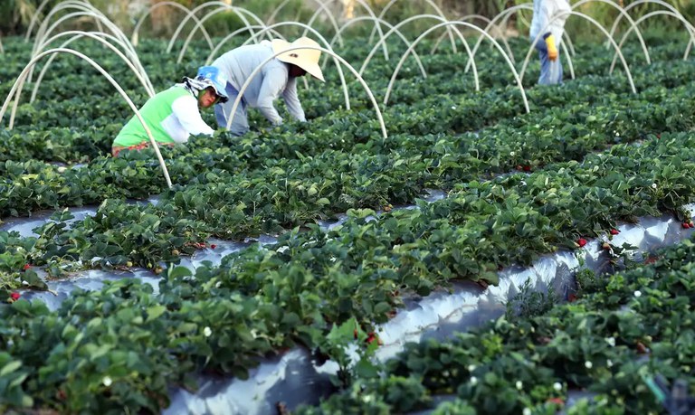 Quase 3 mil toneladas de alimentos da agricultura familiar serão doados no Ceará