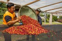 Chamada seleciona 10 projetos para alimentação sustentável na Amazônia Legal