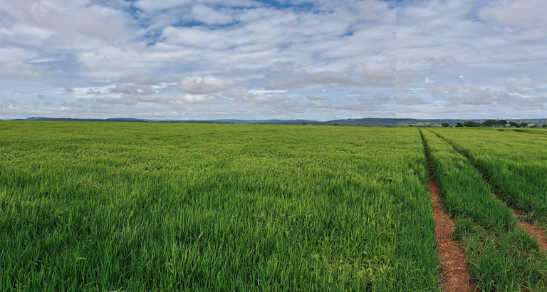 Cultivar de arroz da Embrapa dobra área plantada em Goiás e produtividade aumenta 175%