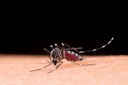 Dengue: como identificar, tratar e prevenir