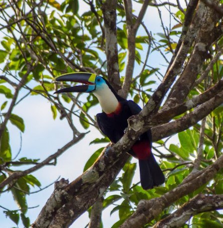 DNIT registra fauna e aplica programas de preservação na BR-319, no Amazonas e Rondônia