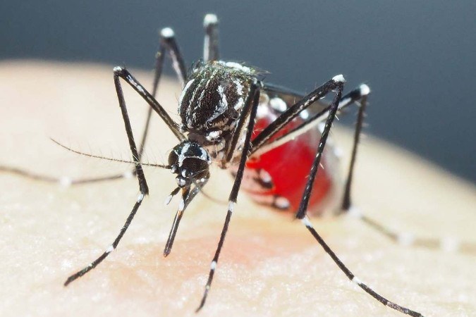 Na mobilização contra a dengue, Ministério da Saúde conta com o apoio de  artistas e influenciadores — Agência Gov