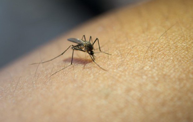 Fiocruz promove atualização em dengue para profissionais de saúde (26/2)