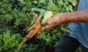 Piraquê (TO) receberá 19,8 toneladas de alimentos para pessoas em situação de insegurança alimentar