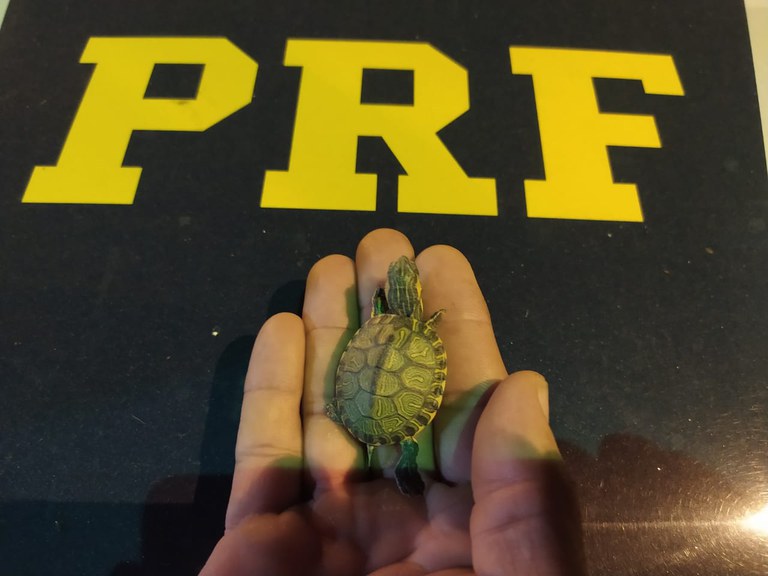 PRF resgata 746 filhotes de tartaruga dentro de caixa de papelão em Muriaé (MG)