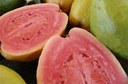 Processamento de frutas em Pernambuco terá impulso com investimentos de R$ 2,3 milhões pela Codevasf