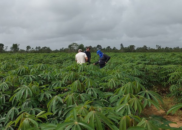 Embrapa apresenta estratégia para ampliação da mandiocultura no Amapá