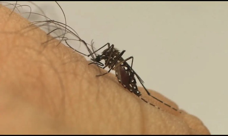 Brasil tem mais de 1,2 milhão de casos de dengue