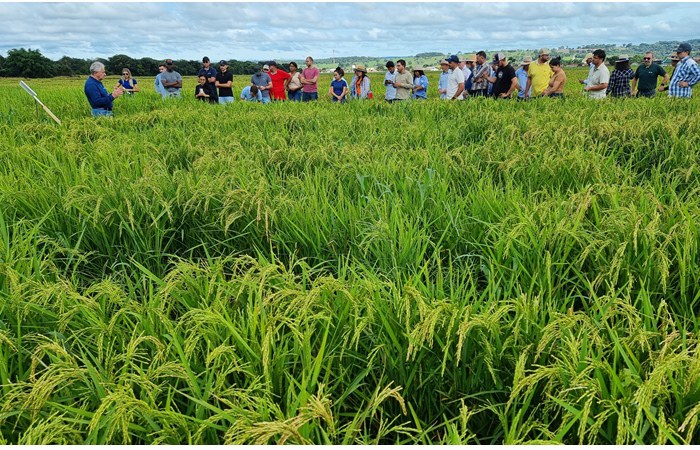 Embrapa realiza Dia de Campo e traz novidades para o arroz de terras altas