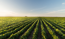 No Dia Mundial da Agricultura, Mapa destaca ações voltadas para o setor