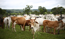 Ministério da Agricultura divulga zoneamento agrícola para pecuária