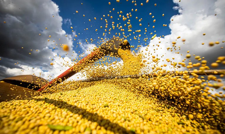 Nova estimativa para safra de grãos na safra 2023/24 é de 295,6 milhões de toneladas