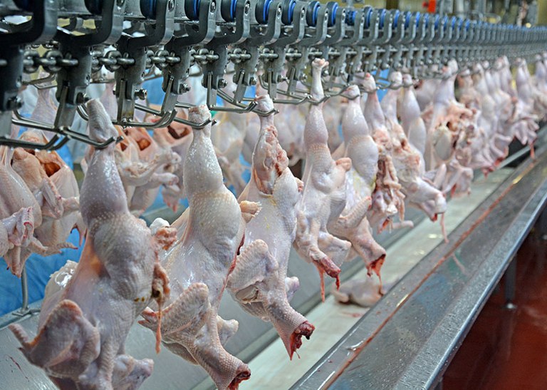 Procedimento de avaliação sanitária no abate de frangos é regulamentado no Brasil