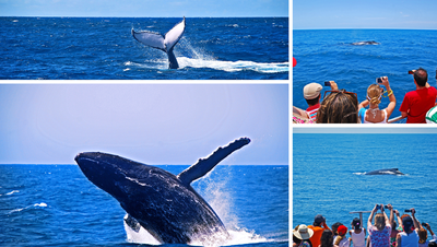 Baleias antecipam chegada e atraem visitantes ao litoral norte de São Paulo