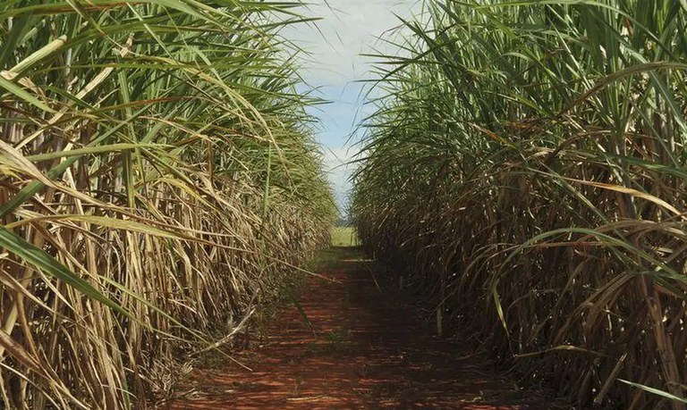Brasil deve atingir recorde na produção de açúcar na safra 2024/2025