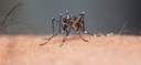 Entenda o que é a dengue grave e como é o tratamento Entenda o que é a dengue grave e como é o tratamento
