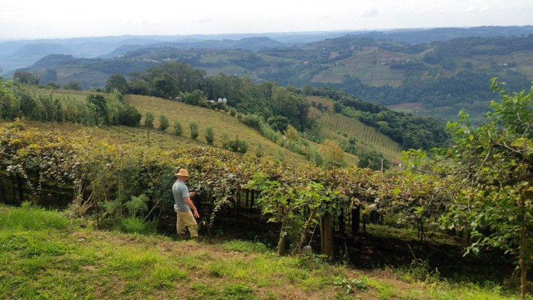'Pacto da Uva' faz trabalho formal na vinicultura da Serra Gaúcha crescer 300%