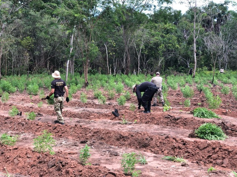 PF deflagra a Operação Terra Livre para erradicar plantios de maconha no MA