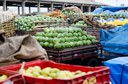 Projetos de irrigação da Codevasf produziram 4,11 milhões de toneladas de alimentos em 2023 Projetos de irrigação da Codevasf produziram 4,11 milhões de toneladas de alimentos em 2023