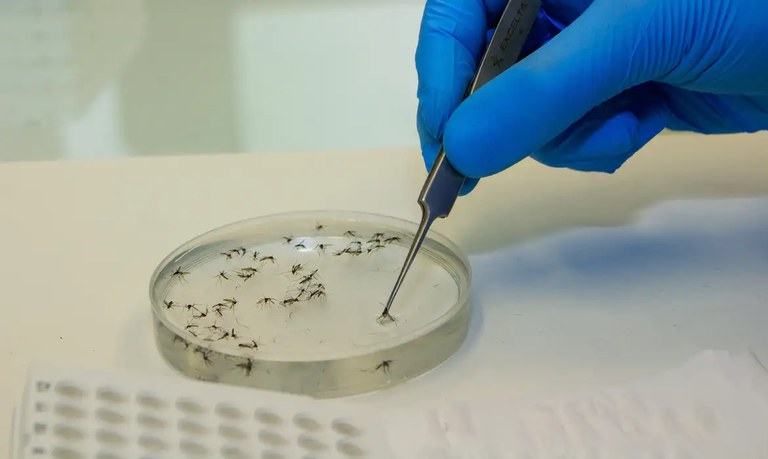 Saúde inaugura biofábrica de mosquitos antidengue em Minas Gerais