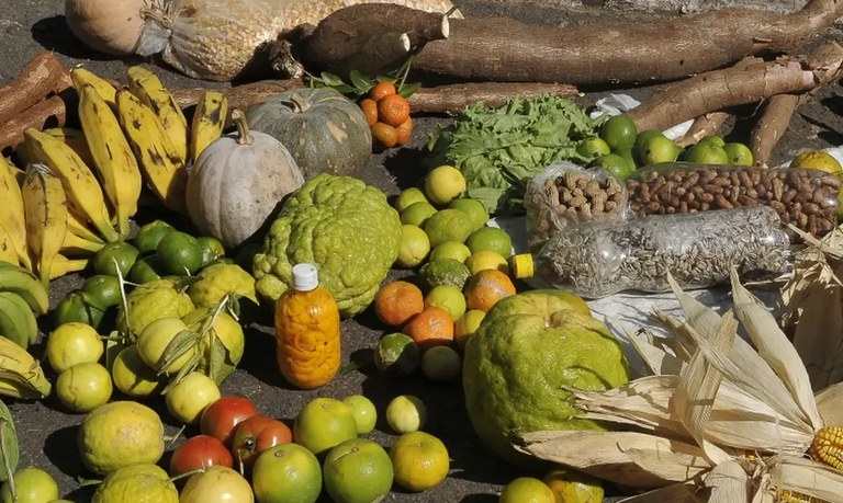 Governo entrega 3,5 toneladas de comida orgânica a cozinhas solidárias na Bahia