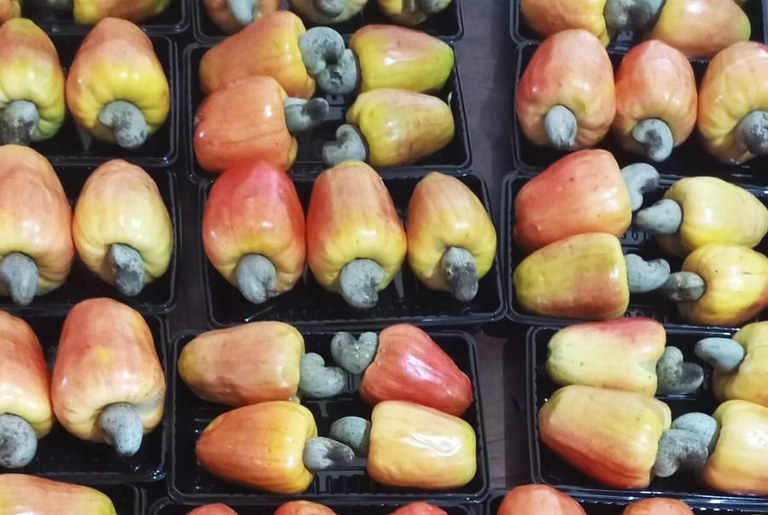 Clones de cajueiro-anão da Embrapa impulsionam produção da fruta em São Paulo