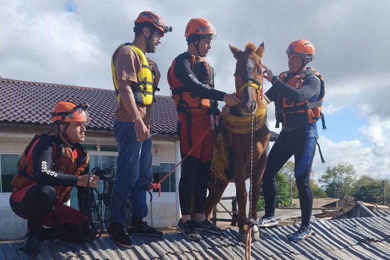 Cavalo Caramelo é resgatado depois de ficar ilhado em telhado em Canoas