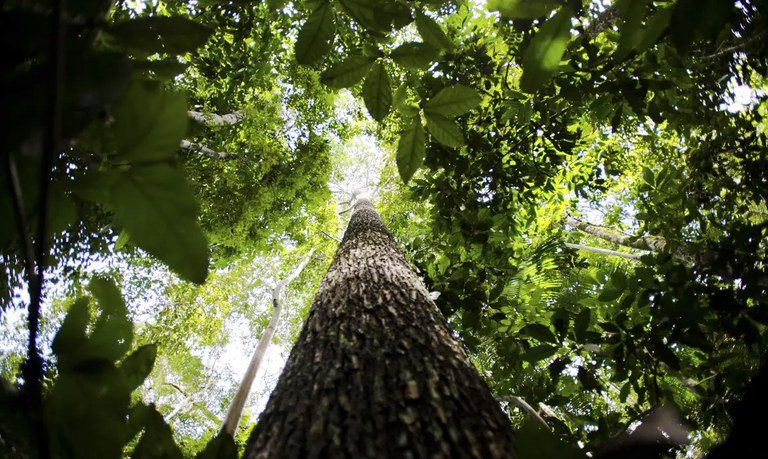 Inpe confirma queda do desmatamento na Amazônia e no Pantanal em 2023