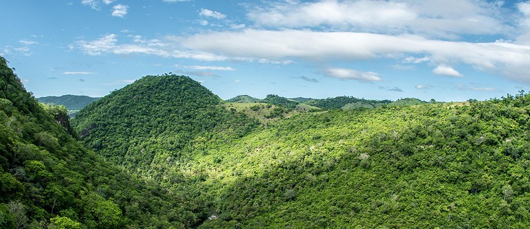 BNDES e iNovaland destinam até R$ 17 mi para projetos de restauração ecológica da Mata Atlântica