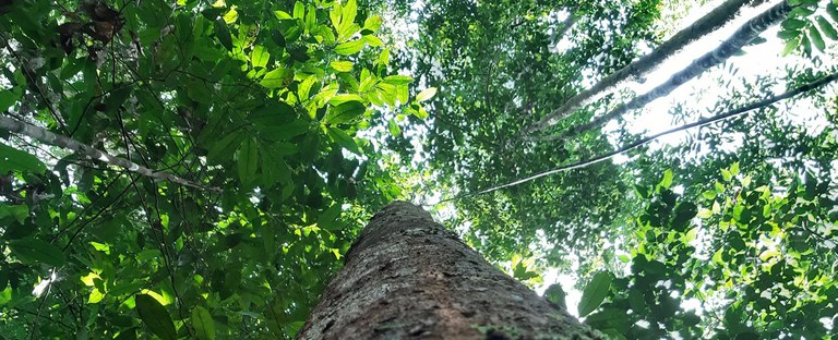 BNDES financia R$ 23 mi para  manejo florestal sustentável  e certificado no Amazonas