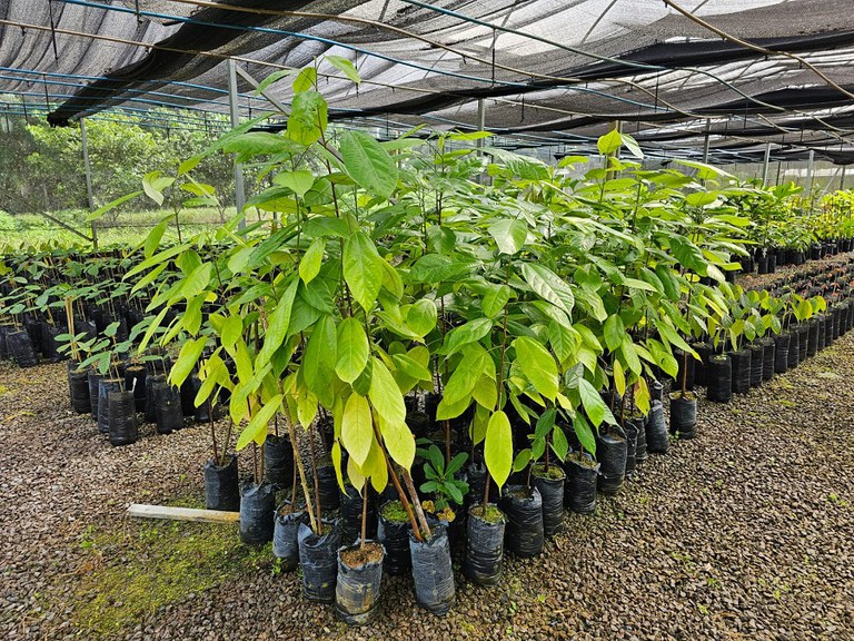 Embrapa distribui mudas de frutíferas amazônicas no Dia Mundial do Meio Ambiente