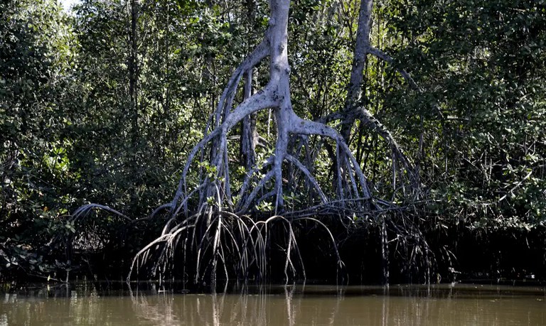 Governo Federal lança programa para conservação e uso sustentável de manguezais