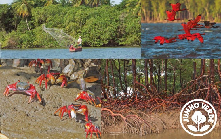 Novo programa reforça ações de conservação, recuperação e proteção dos manguezais brasileiros