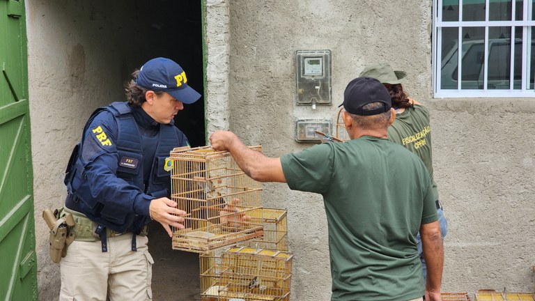 Operação apreende 171 aves silvestres no Sertão de Pernambuco