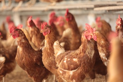 Ceará é destaque na produção de frango e suíno no 1º trimestre de 2024