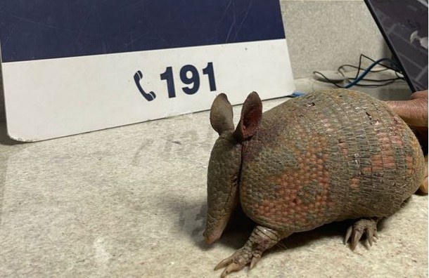 Em Vitória da Conquista (BA), PRF resgata tatu transportado em uma mochila