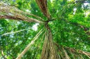 União Europeia e Governo da Alemanha anunciam mais recursos ao Fundo Amazônia