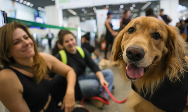 Comissão vai analisar contribuições da sociedade para aprimorar transporte aéreo de pets