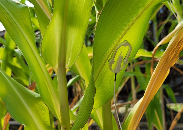 IA analisa temperatura de folhas para identificar necessidade de água