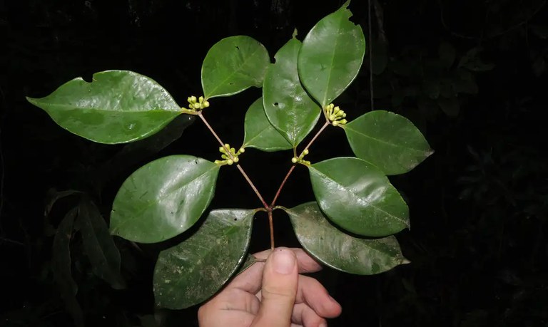 Pesquisadores do Jardim Botânico do Rio descobrem jabuticabeira única no mundo