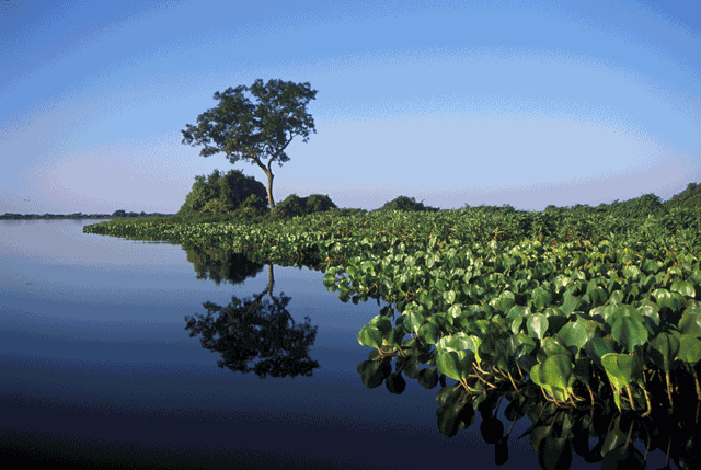 Bioma Pantanal é tema da quarta plenária do Plano Clima Participativo, em Campo Grande (MS)