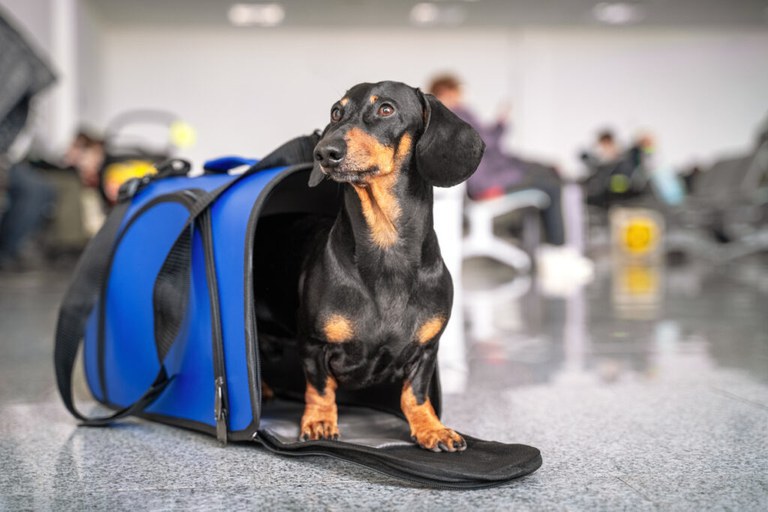 Salas especiais e rastreamento estão em análise para transporte aéreo de pets