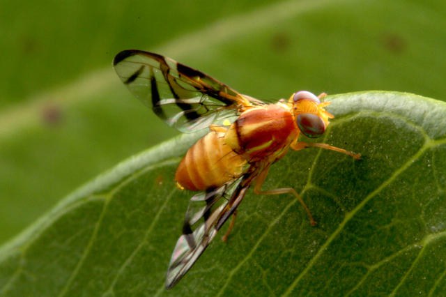 Startup parceira da Embrapa é premiada por controle orgânico da mosca-da-fruta