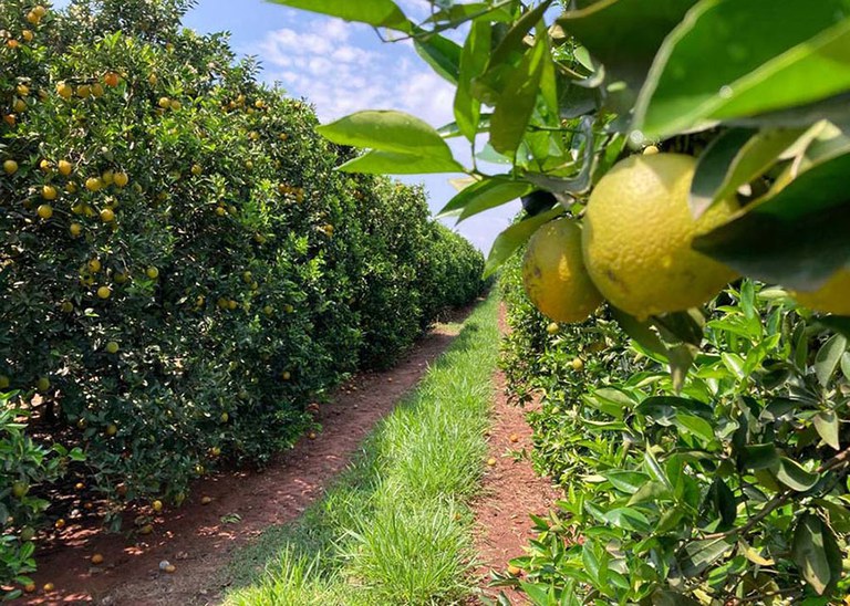 Um hectare de laranjas retira 2 ton/ano de carbono do ar. Quanto isso vale?