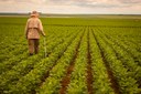 Conab e Banco do Brasil fazem parceria para desenvolver dados sobre o agro