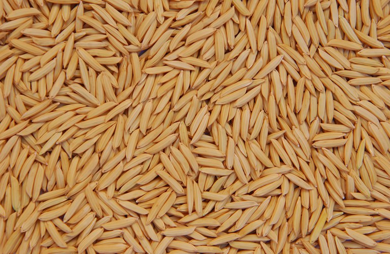 Conab vai adquirir e doar sementes de arroz para agricultura familiar do RS