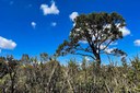 Dia do Cerrado: Governo Federal reforça combate ao desmatamento e proteção das bacias hidrográficas