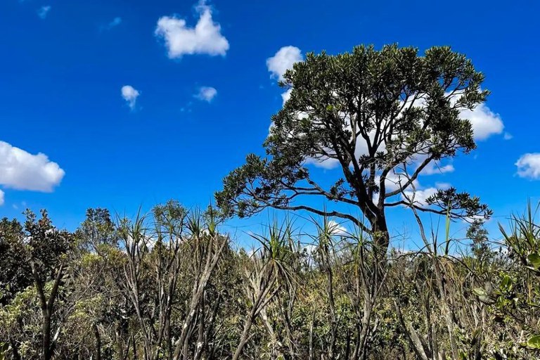 Dia do Cerrado: Governo Federal reforça combate ao desmatamento e proteção das bacias hidrográficas